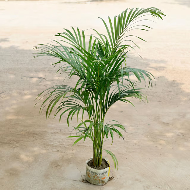 areca palm
